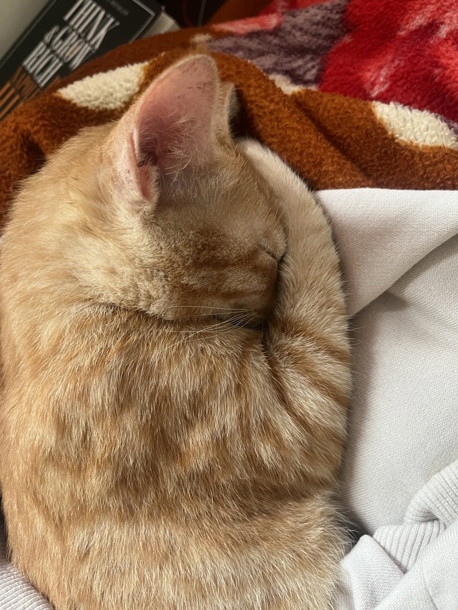 Afternoon Nap 😴