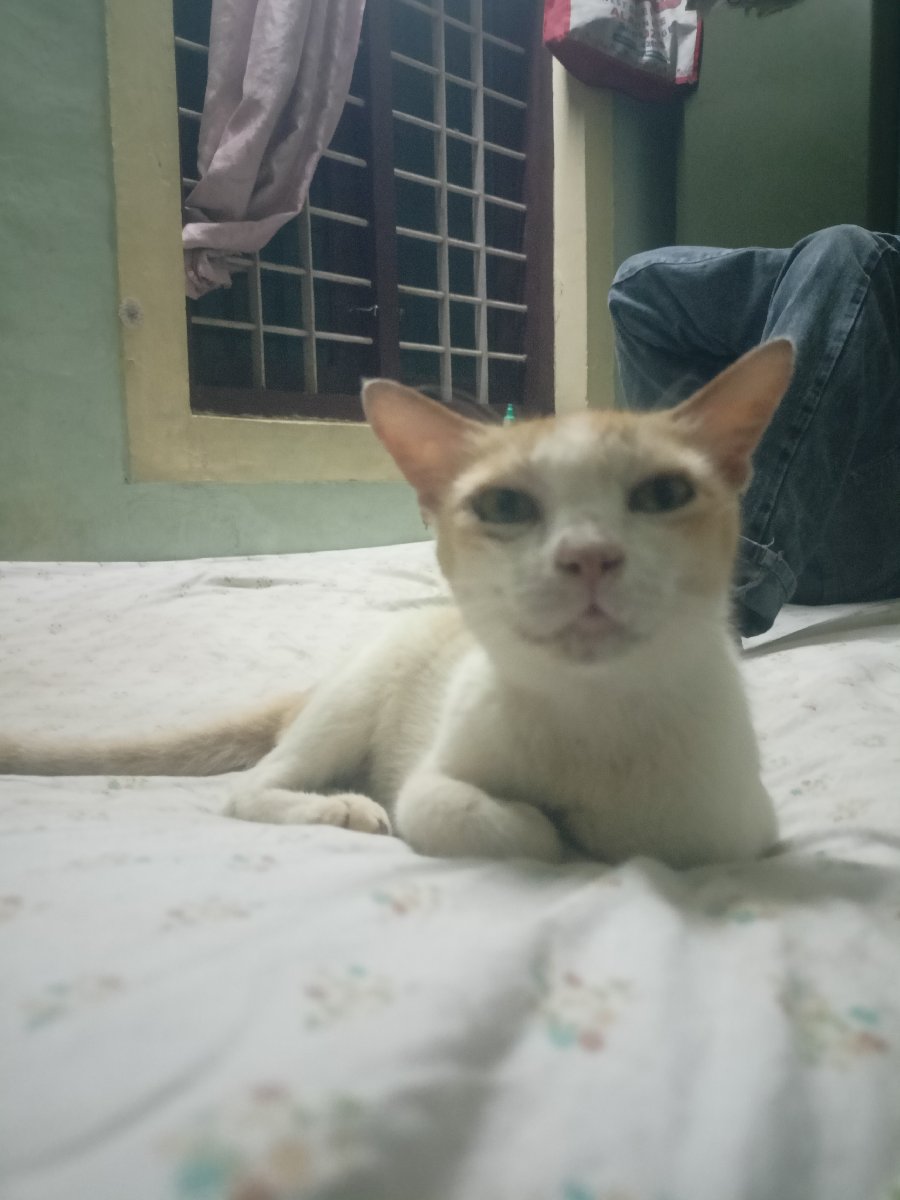 Siya