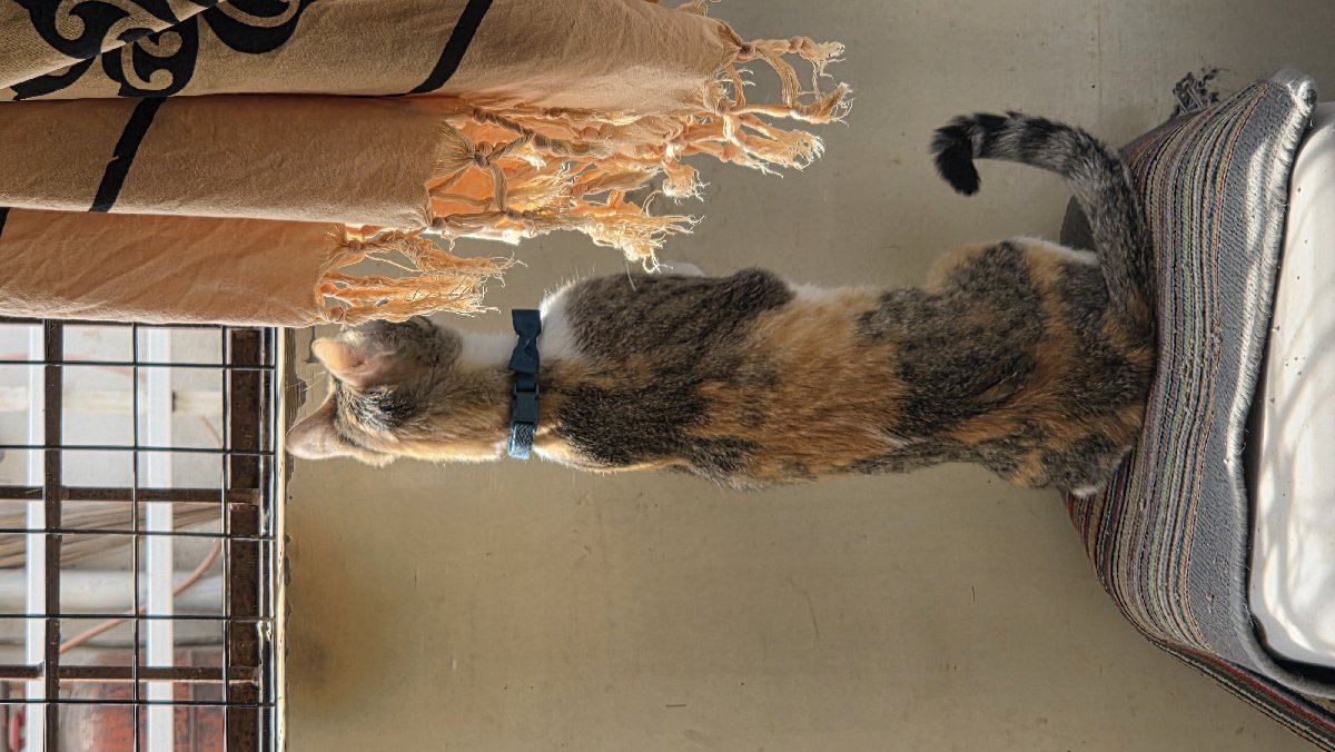 Bird hunting