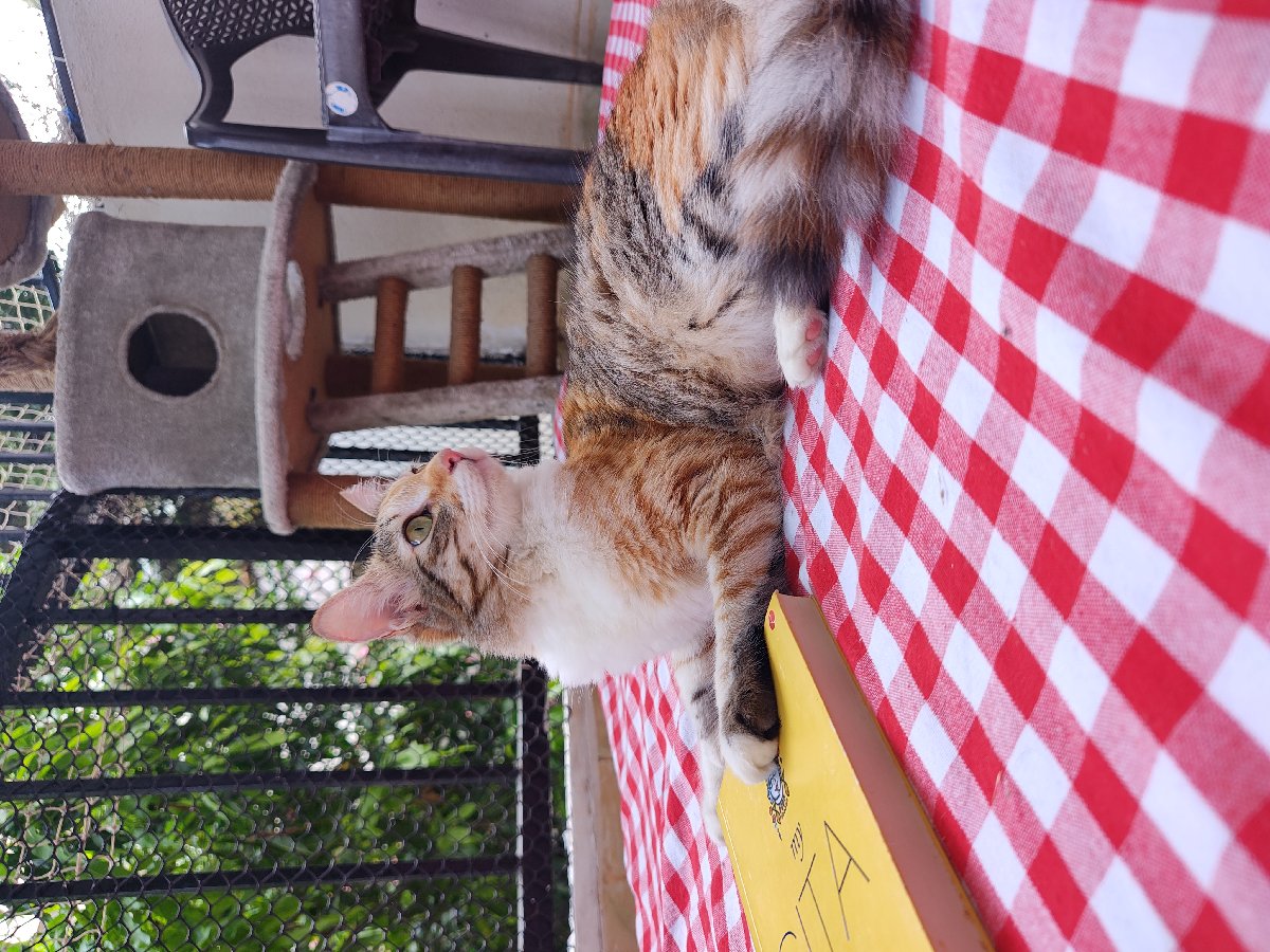 Misty’s favourite part of her stay? Our little balcony ritual. 🕊️🐾🌿
Birdwatching from her cat tree, keeping a paw on my book, lounging on the mattress while I had my tea… and ending the day with a cosy little siesta in her favourite spot. 🥹🤍
Her last day called for one final balcony picnic. Gonna miss this beautiful girl and her little rituals! 🐈✨