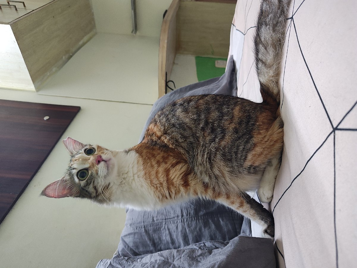 Misty stayed with me and settled right in from 1-6 Oct. ๐ป๐พ