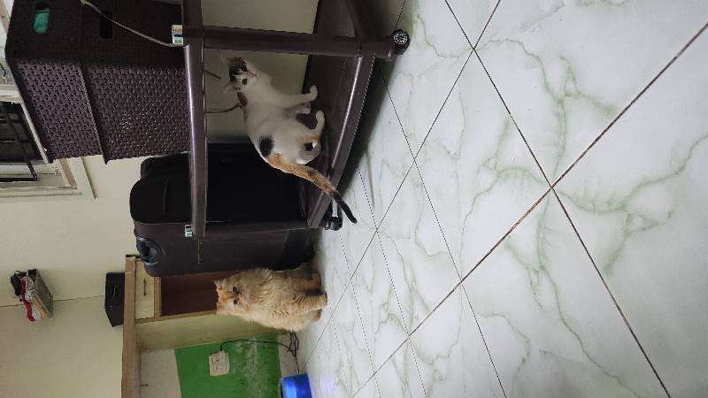 Alfie & Nezuko (Nezu) came home happy. With Swati. 11–19 Sep