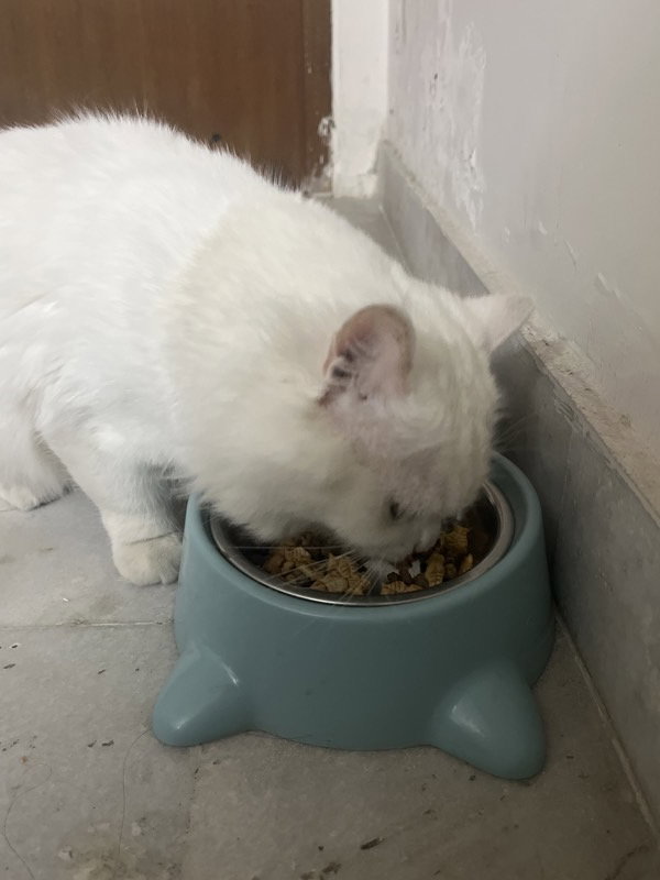 Kichhu stayed with me and settled right in. 23–28 Sep