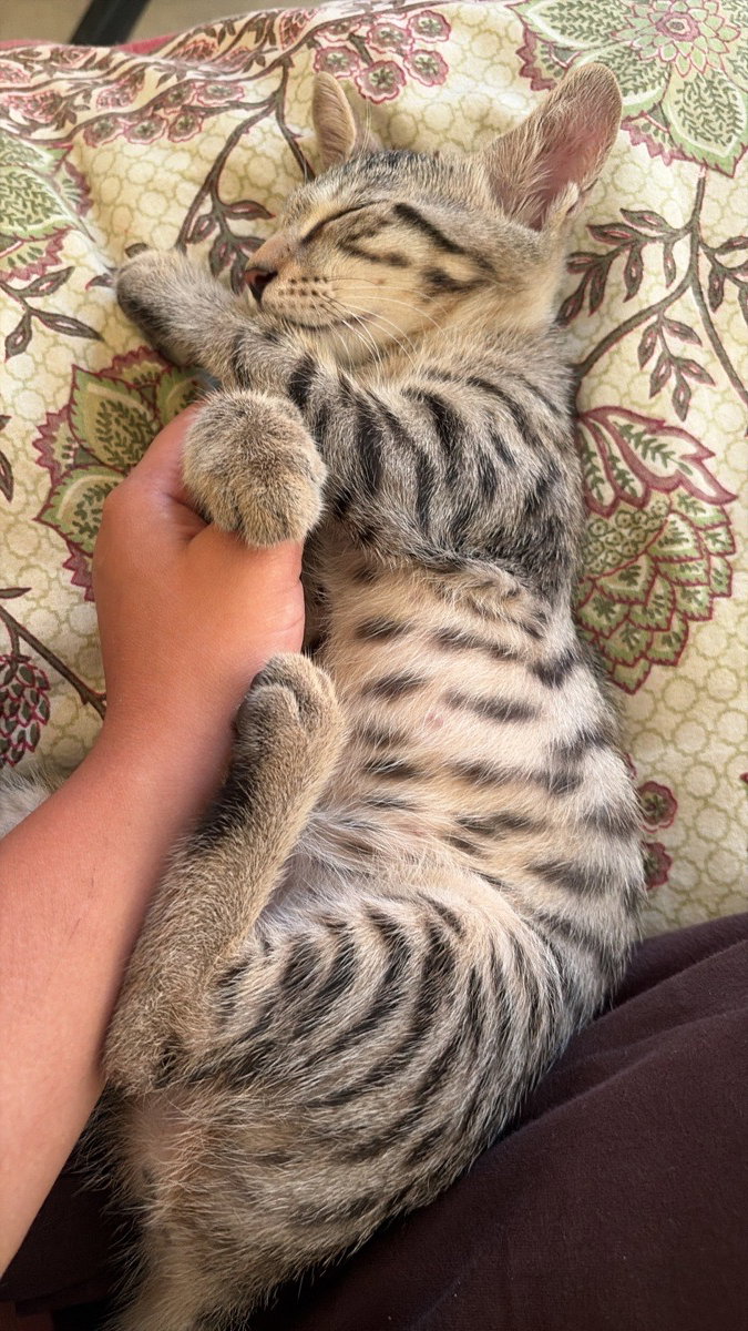 Eepy Bastet