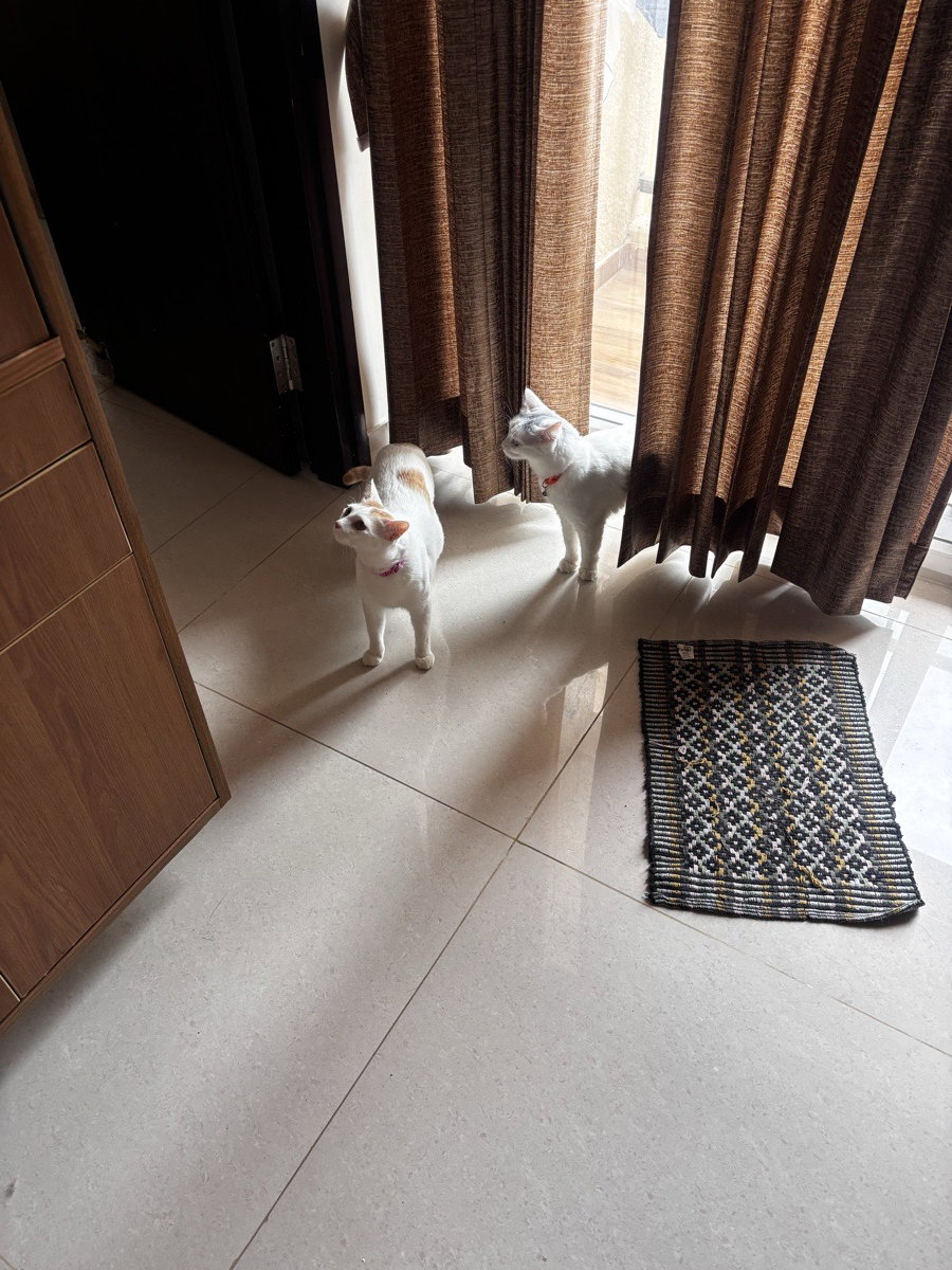 Billu & Fifi stayed with me and settled right in. 22–26 Sep