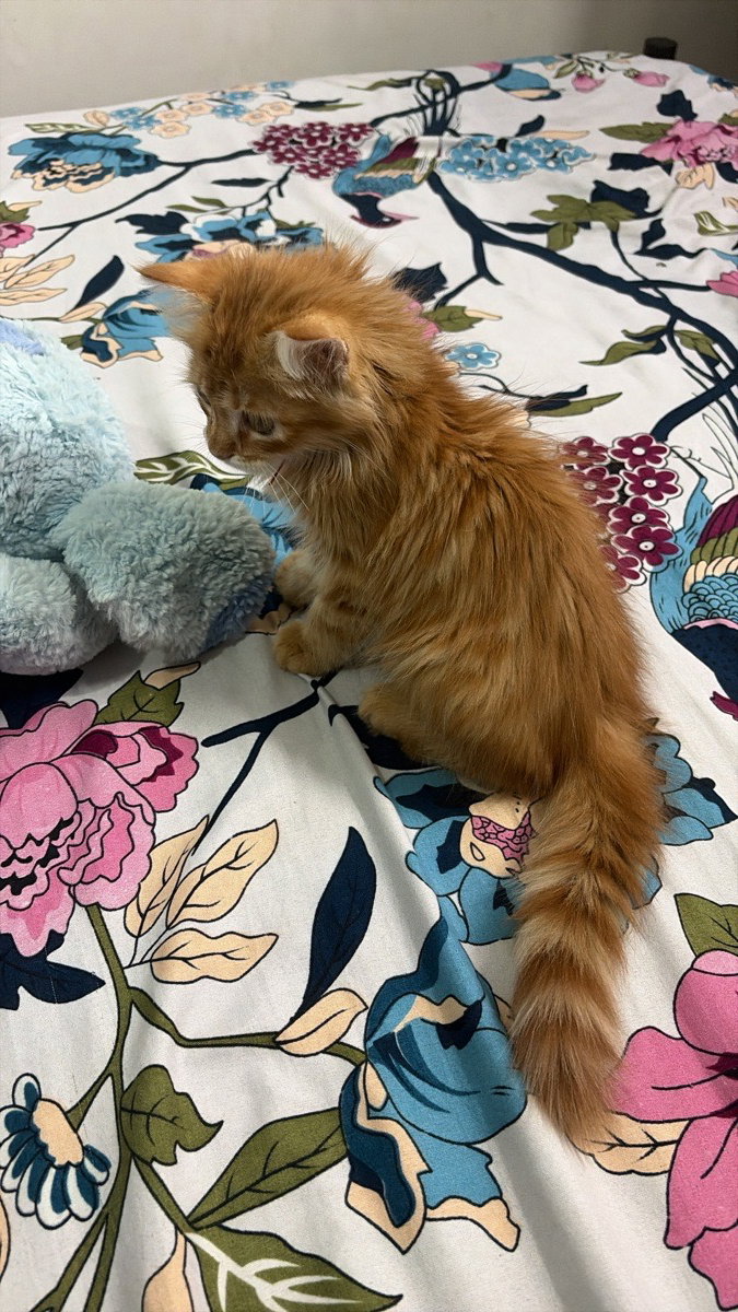 Finally, I have a cat of my own! Meet Simba. 🎀❤️