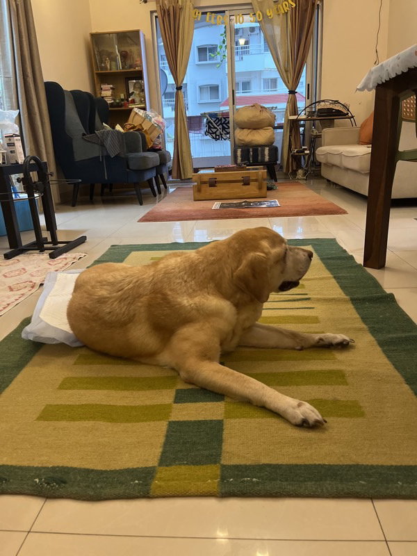 I looked after Brownie at home.
