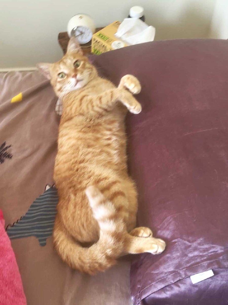Belly on display. Terms and conditions apply😼🩷