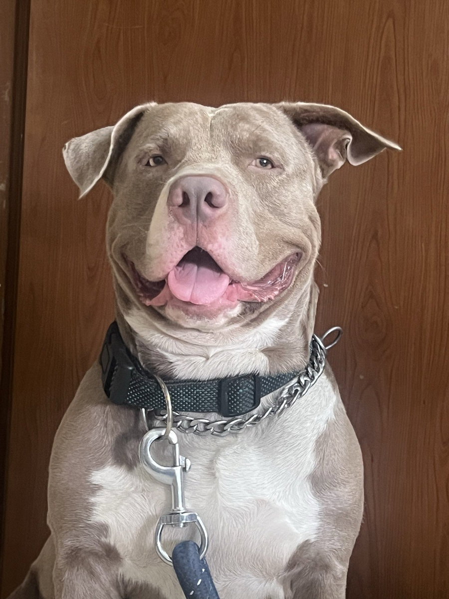 I would like to show my trained Pit😍
He is always happy and super excited to play, get your commands on treat😁.