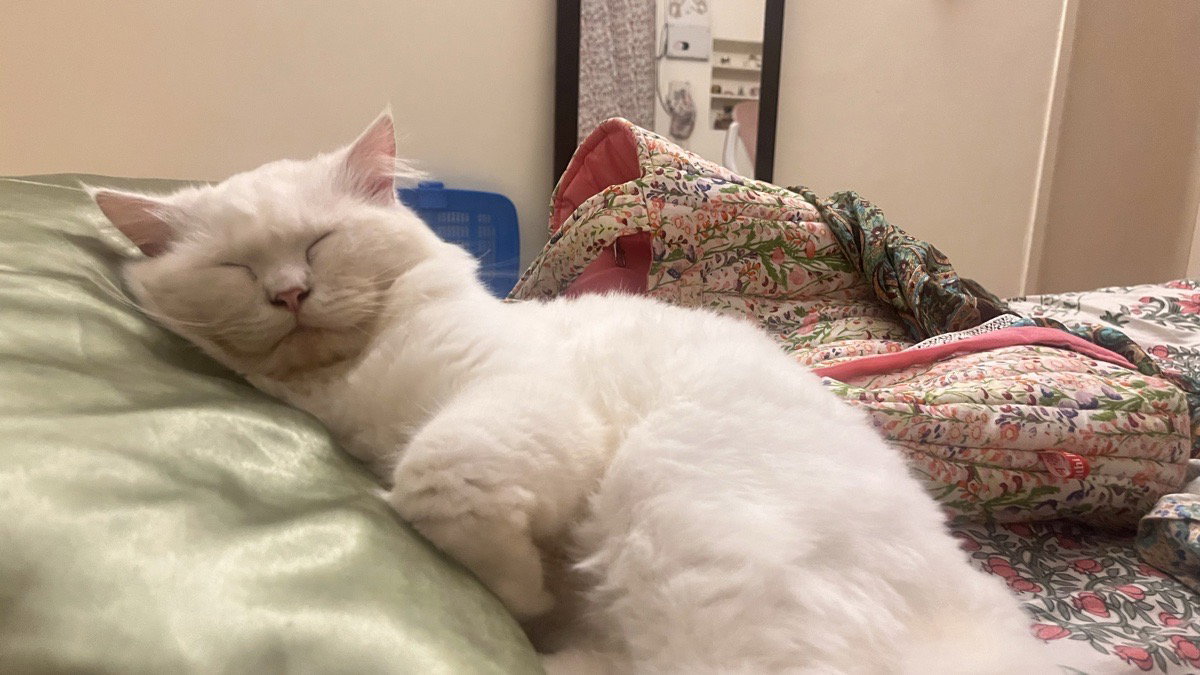 Off Zauffy, I hosted my friend’s cat Milo for a few days in my home 🤍 this one was really trusting and cuddly from the moment I met him🐾 it was a great experience to care for him and also get to know him.