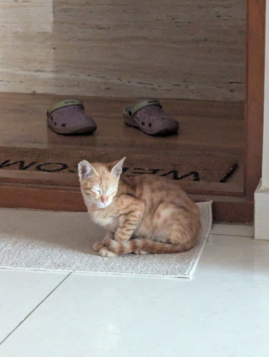 2 orange kittens up for adoption. Location Singasandra Bangalore. Comment for details.