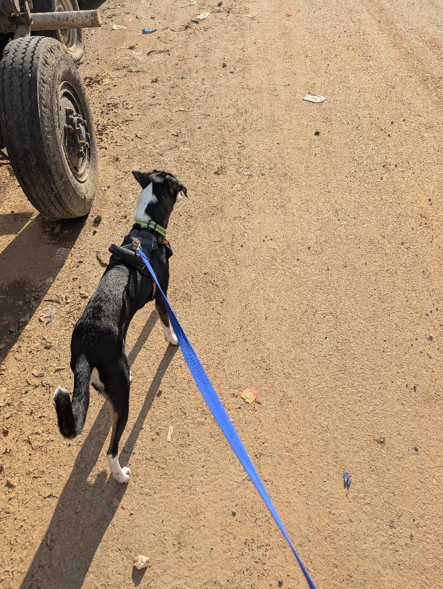 Maggie stayed with me and settled right in. 17–18 Oct