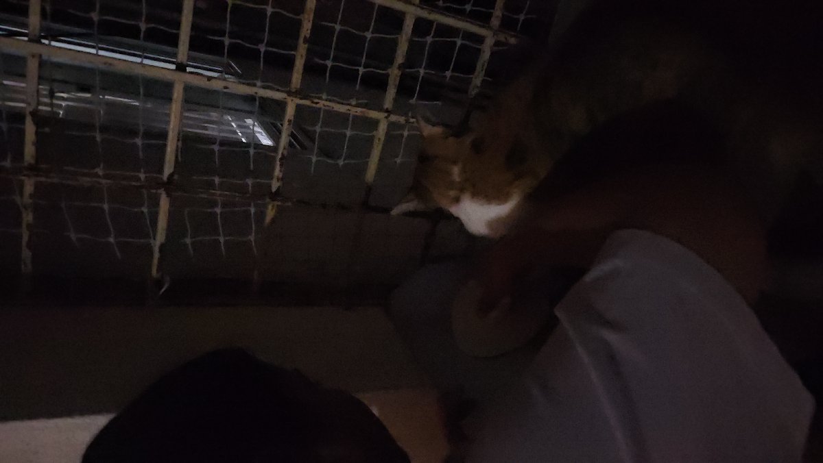 Olly stayed with me and settled right in. 22–26 Sep