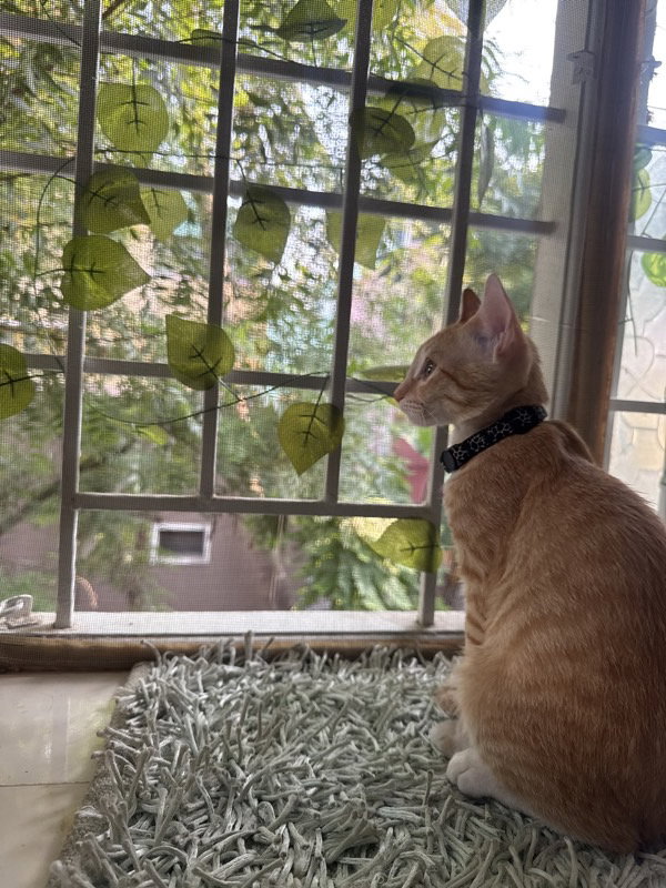 Chikki stayed with me and settled right in. It was suchh a delight having her with us ❤️ 26 Sep–2 Oct.