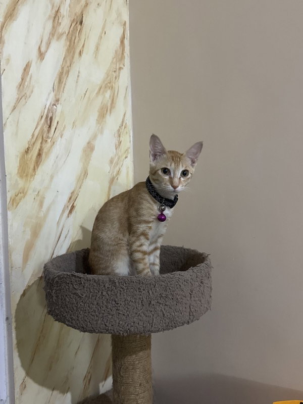 Chikki came home happy. With M LAVANYA. 26 Sep–2 Oct
