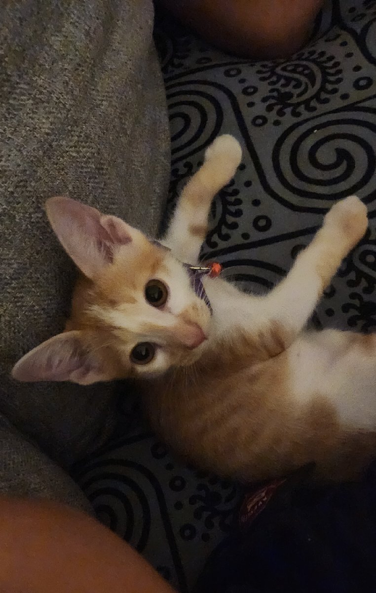 Tutu stayed with me and brought so much fun and energy with him. Another baby I'll miss and hope to host them again sometime