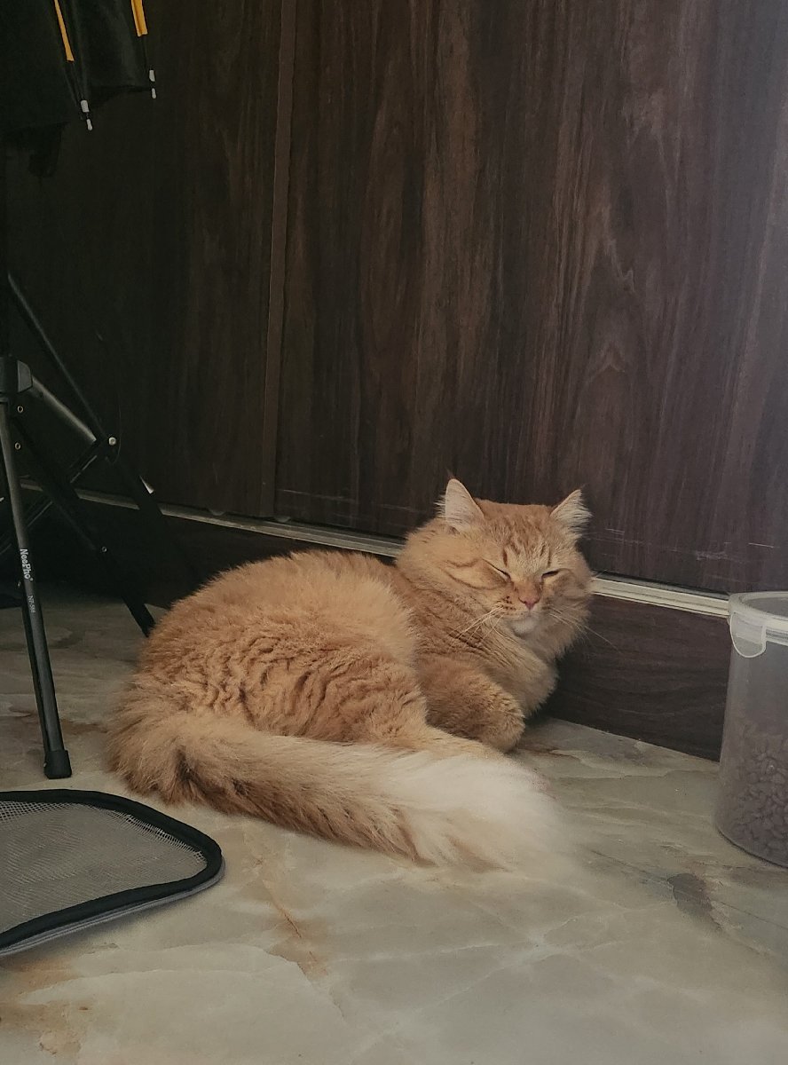 Zizi, the big boy, short unforgettable stay at my place with unlimited chatting in meowlanguage :×