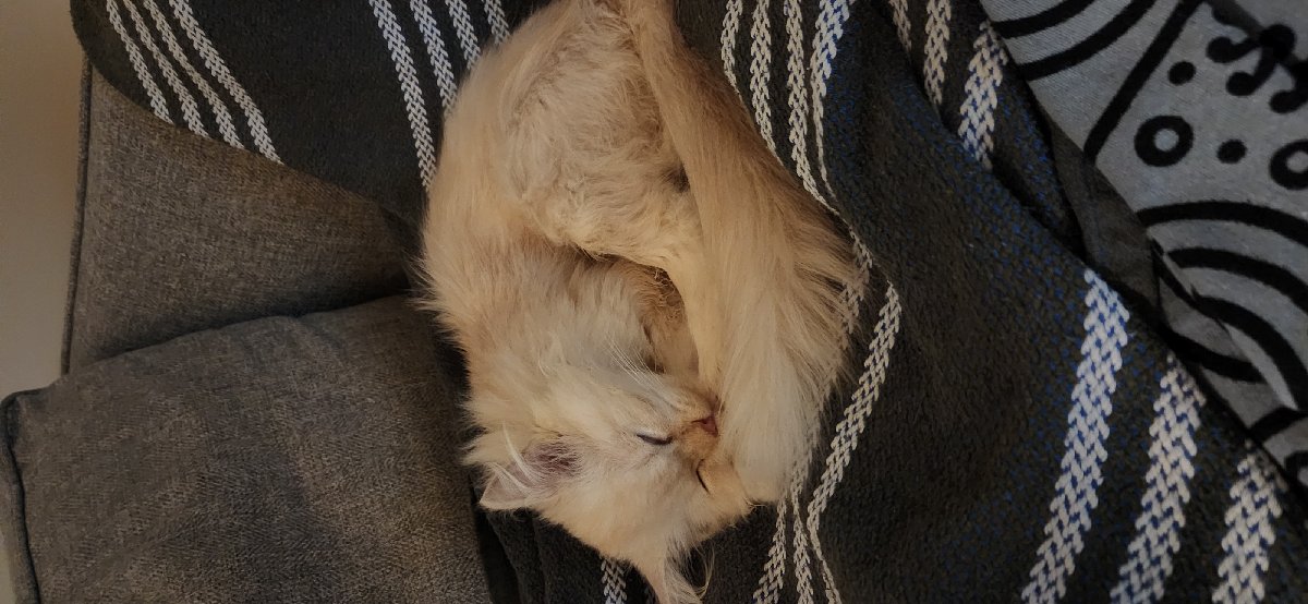 Loki stayed with me and settled right in, played and meowed, brought his charm to my house and put us in awe! will miss him!!