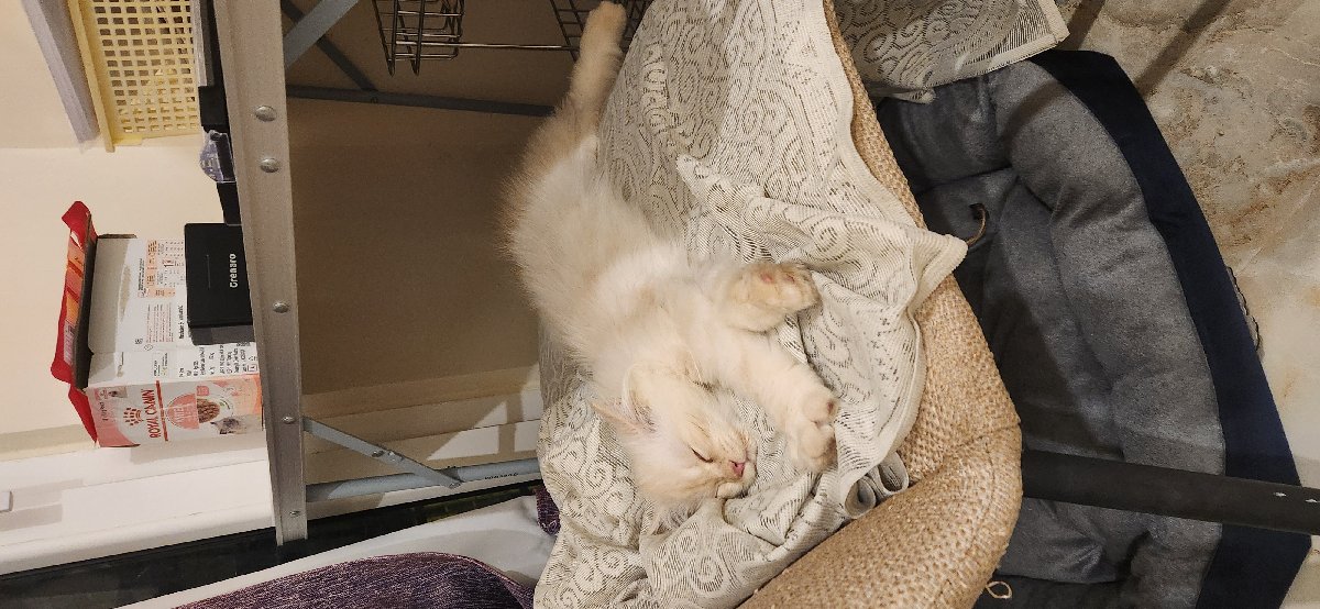 Loki, my latest guest, probably the youngest ever, how tiny yet full of love and innocence. Will miss him when he's gone, these furry visitors are the hardest byes of my life! Still, feeling blessed to be around each of them!
