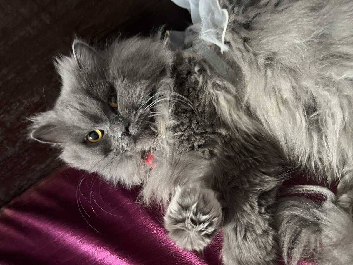 Hi my name is lunar lung, my hooman will be away from oct 8-13 until then, I am looking for a place to crash. An indoor cat, Looking for cats only, I can chill with. Do let me know. meow!🐱