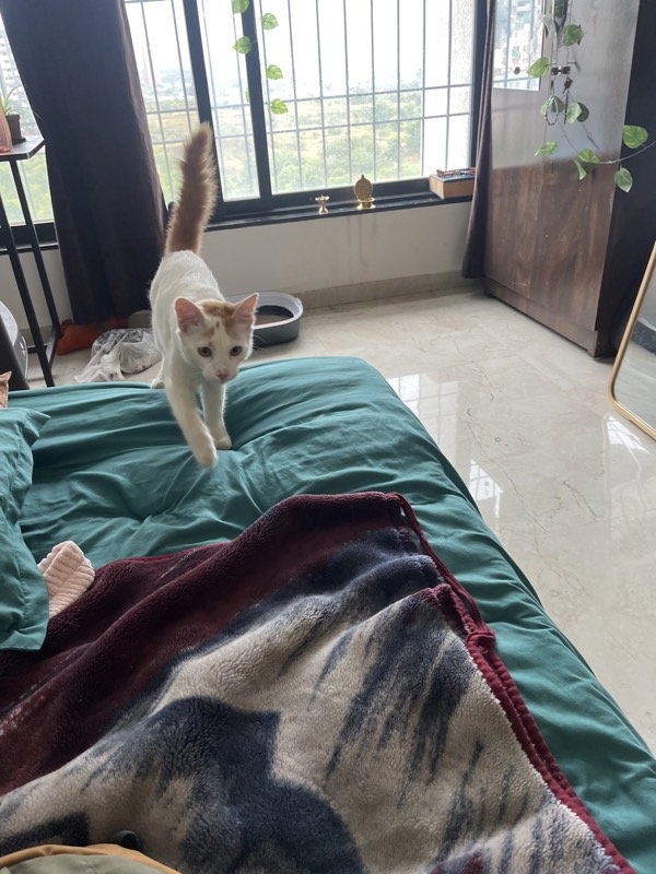 Thanos stayed with me and settled right in. 13–20 Sep