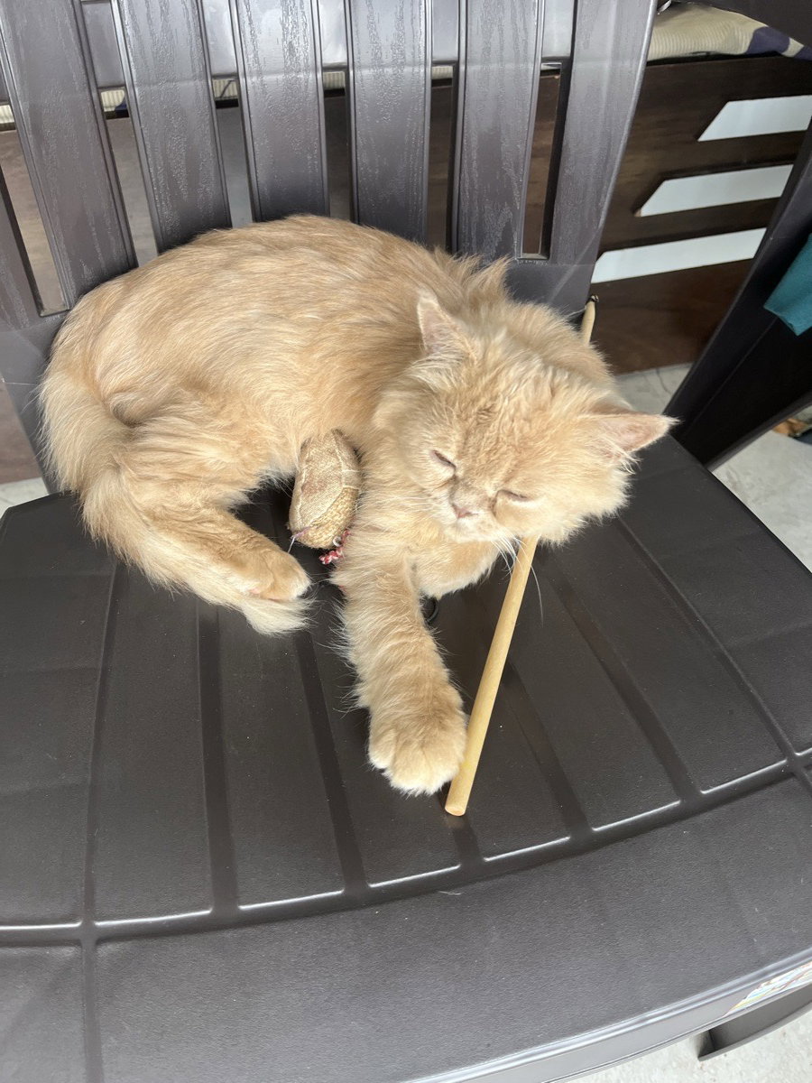 Walter stayed with me and settled right in. 27 Sep–5 Oct
