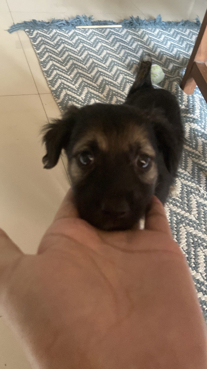 Found this baby shivering , had fever, abandoned & lethargic!
Got him home & gave her the care she needed & deserved!
She was scared on day one (we dry shampooed her, as suggested by the vet), she ate drools veg wet food for puppies, drank water & rested.
Day 2 started on a whole new energy! This lil pup started to bark at me at 8 am ! I had ordered puppy milk formula for her, which I gave her , we played a lot! This continued for 3 more days until she got adopted by a lovely family! 🤭