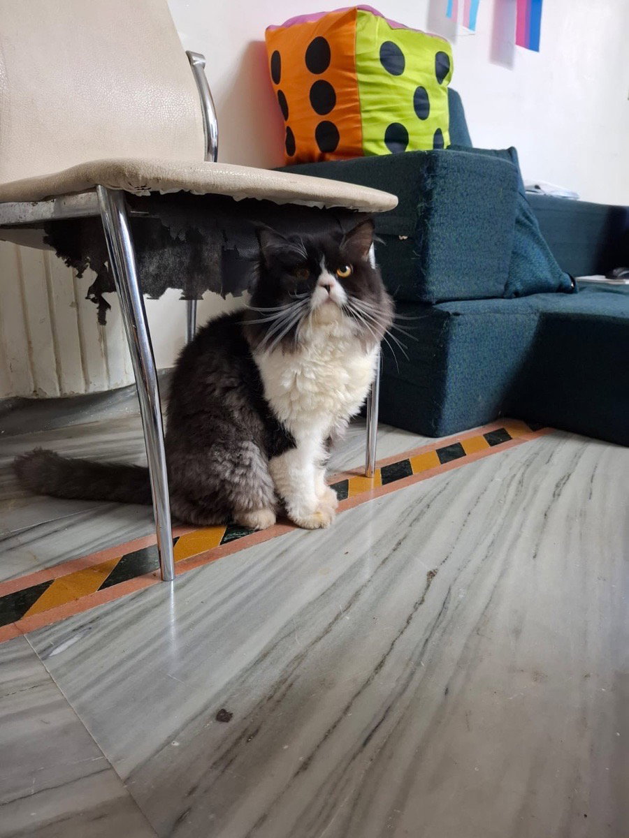 Meet Leo, a 3yo male Persian cat. He was abandoned by his family who flew out of country, lesbian him at a friends place!!
He's looking for a caring family to
adopt him.
He's vaccinated.