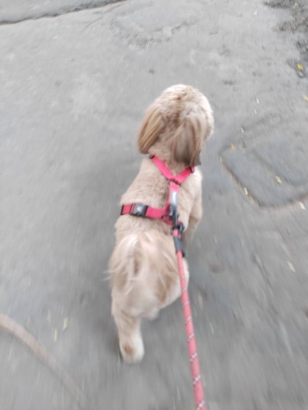 Took Chicory out for a good walk. 17–18 Sep