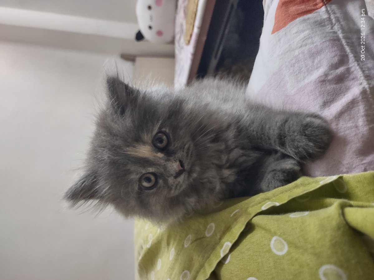 2month old Chloe's first stay with me. ❤️