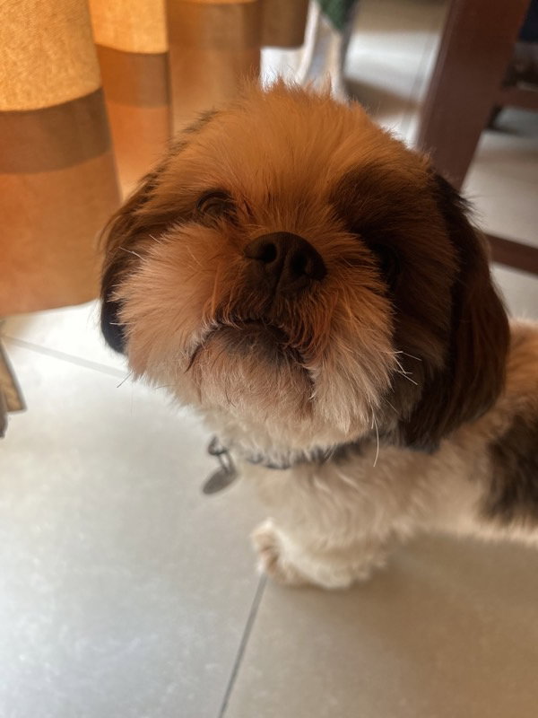 Milo stayed with me and settled right in. 19–20 Oct