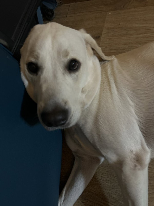 Snowy stayed with me and settled right in. 9–10 Oct
