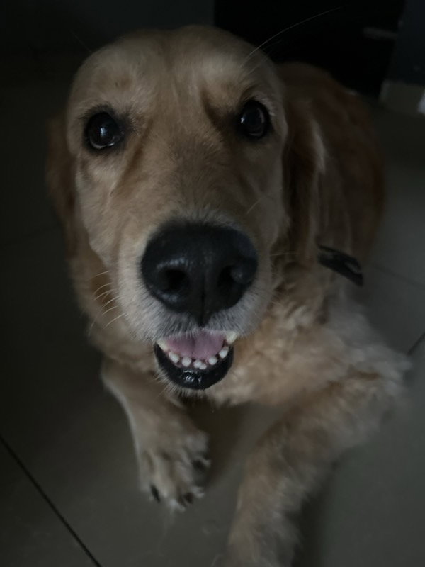 Bella stayed with me and settled right in. 30 Sep–2 Oct