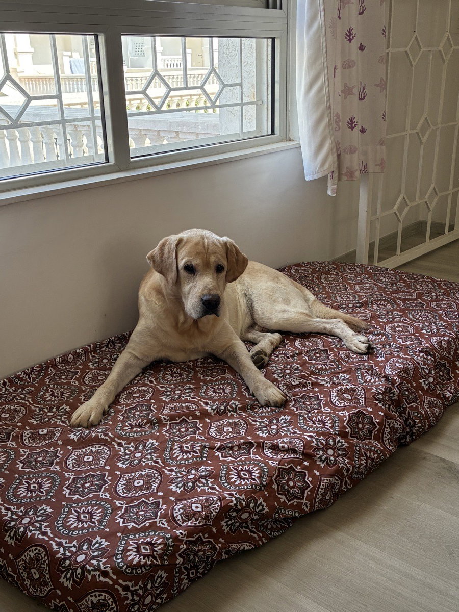 Meet Pi, he leaves tomorrow.
Bed & Biscuit is ready to welcome your furry babies from 15-18 September, based in Devanahalli, a cozy villa and a cosier family for company.
Look forward.