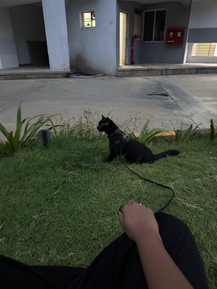 Kuttapis walking time 🫰🏼