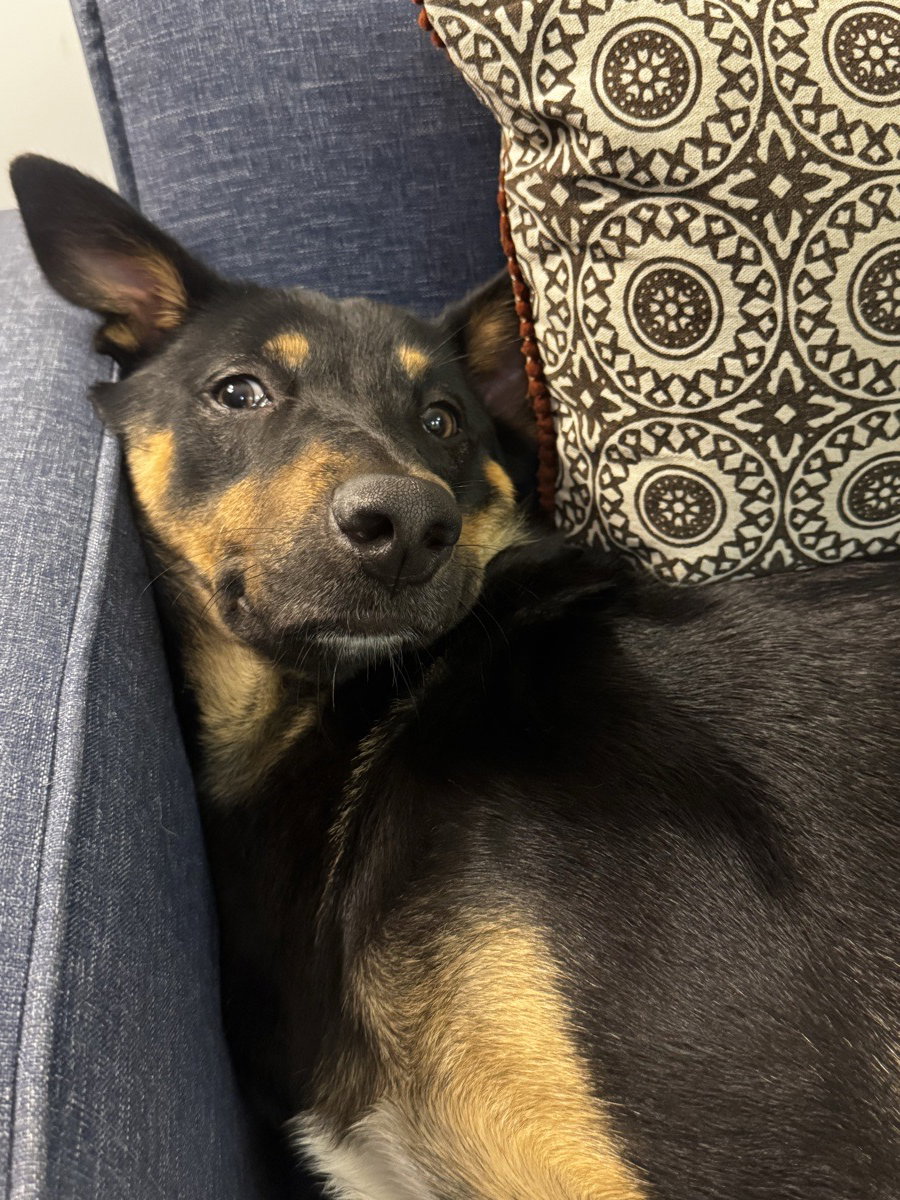 Nero stayed with me again and what a pleasure to host him again. 9–12 Oct