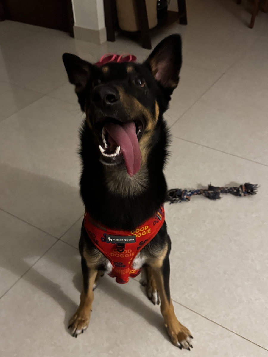 Nero stayed with me and settled right in. 1–4 Oct