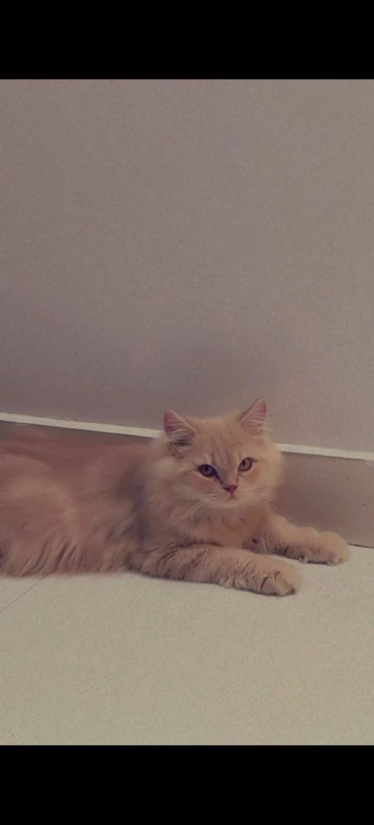 Adoption appeal!
Hello Bangalore cat lovers.Meet Leo. He is an 8 month old persian cat. Looking to be rehomed.
Kindly get in touch with me if interested! 💕♥️