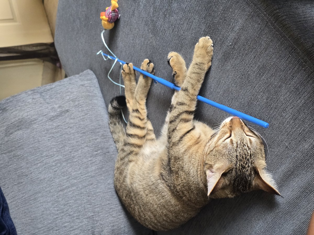 Hailey's fav toy ๐