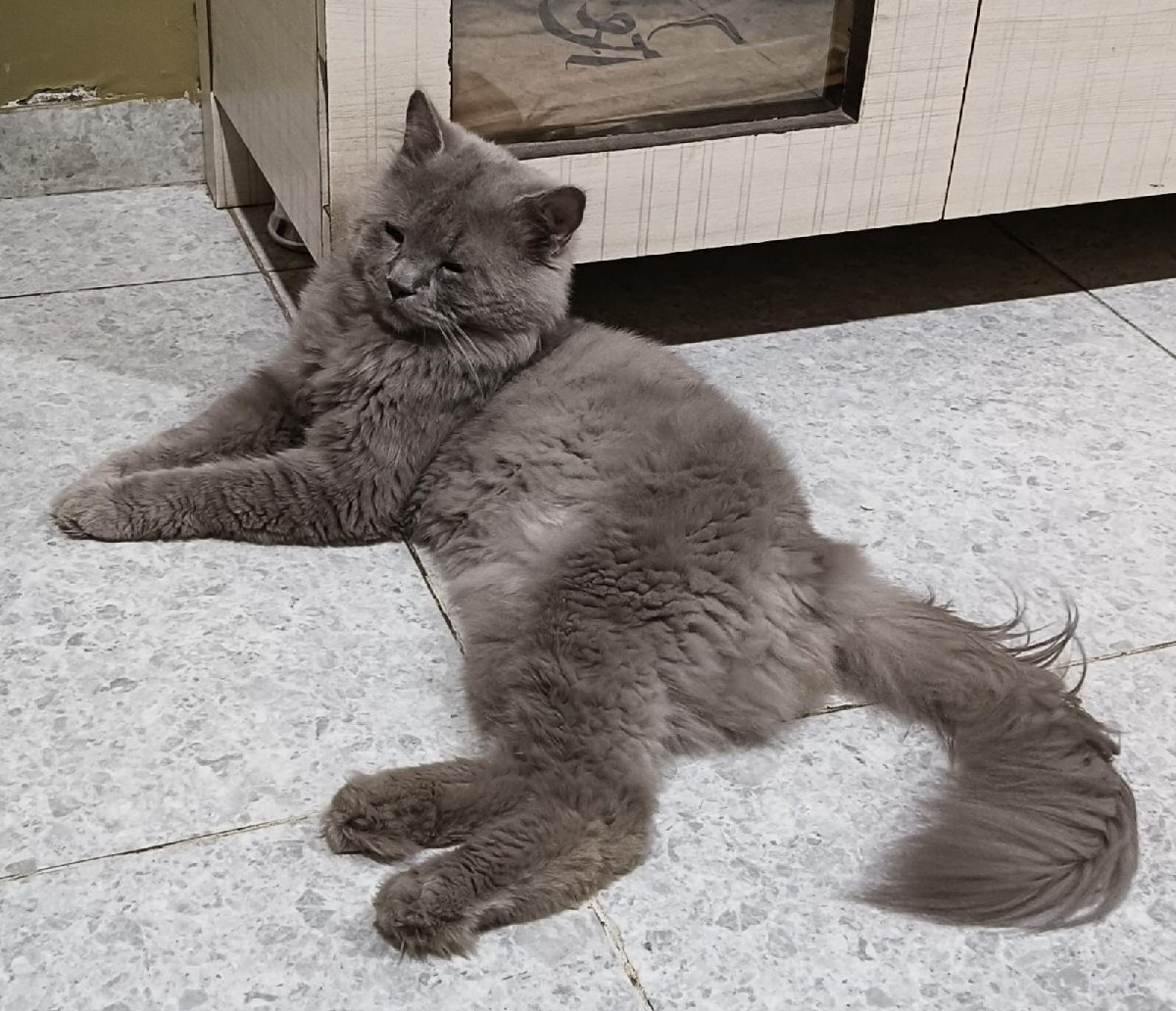 Baghira the sleeping baby stayed with me and settled right in. 🥰
