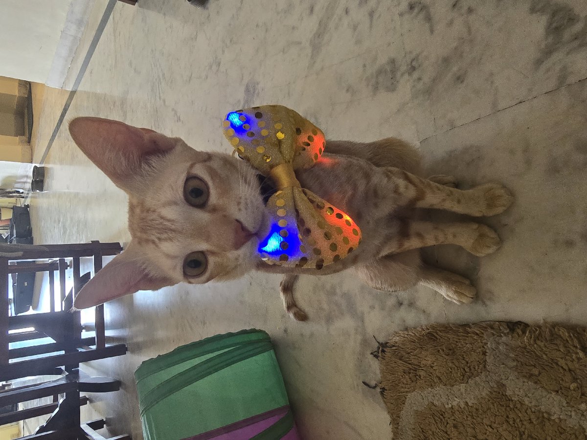 Mr cutie all ready to party! ✨️