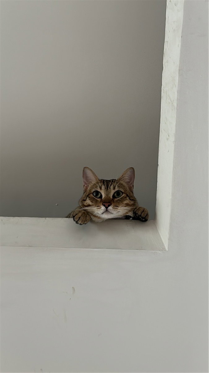 Our baby boy Tejas (1 yr) lounging like a king! The most pampered host - he will cuddle your kitty and make them feel at home instantly.