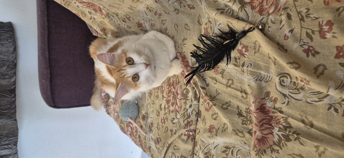 Meet Puchi! 🐾 I’ve been caring for this sweet girl while her dad is away. She was very shy at first, but we instantly clicked! We live in the same apartment, so I visit her 3 times a day. We love hanging out, and she even enjoys meeting my cats when they visit!