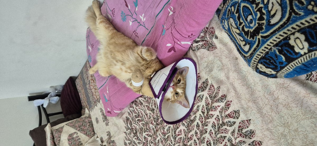 Prayers for buddy guys.. I gave him for grooming at vetic whitefield and they couldnt handle a anxious pet and cut his nail fully from the nail bed which is causing him too much of pain and everyday hospital visits and stress to my poor baby.. please do pray for hos speedy recovery.