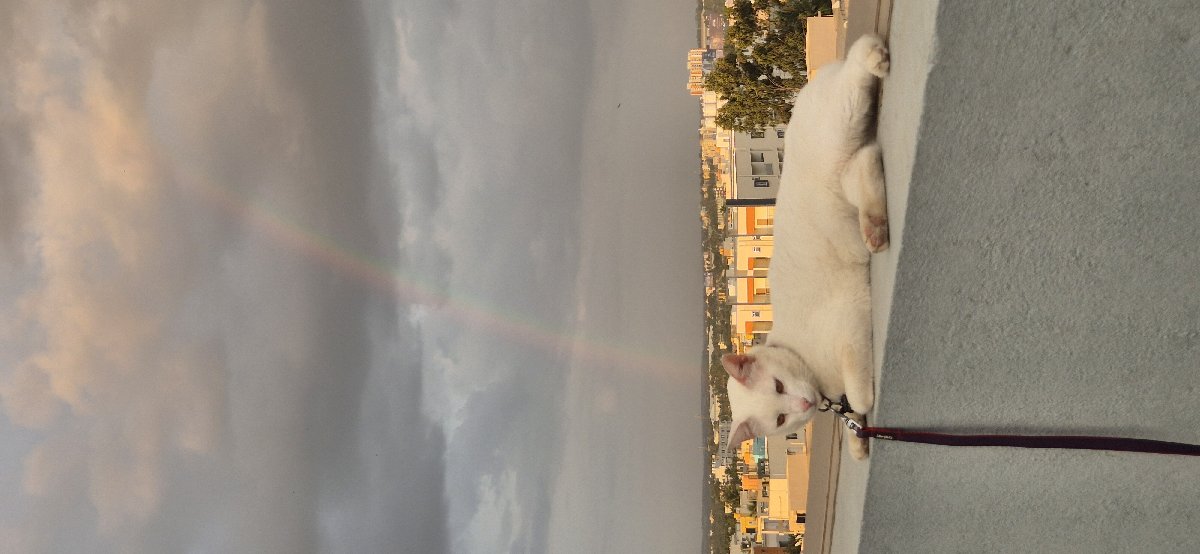βTook Snow to the terrace after the rain and somehow we got this beautiful rainbow π He was just sitting there, completely unbothered, enjoying his little evening outing. My spoiled terrace boy π€πΎβ