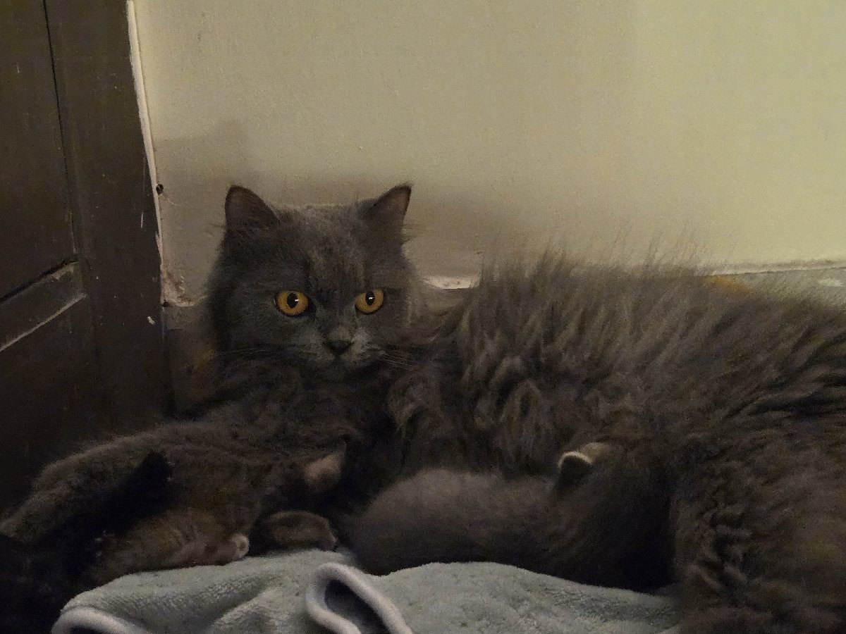 Silvie with her small babiesssss