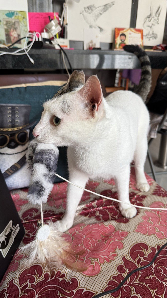 Manya & Bandya stayed with me and settled right in. 2–3 Oct