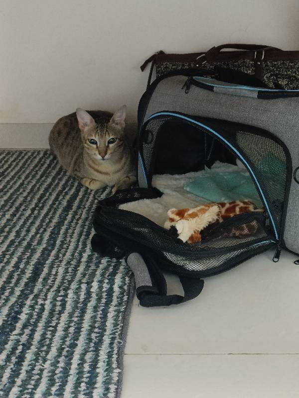 Chonku stayed with me and settled right in. 17–20 Oct