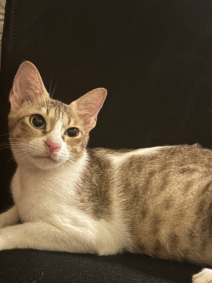 Meet Minnu🐾🤌🏻