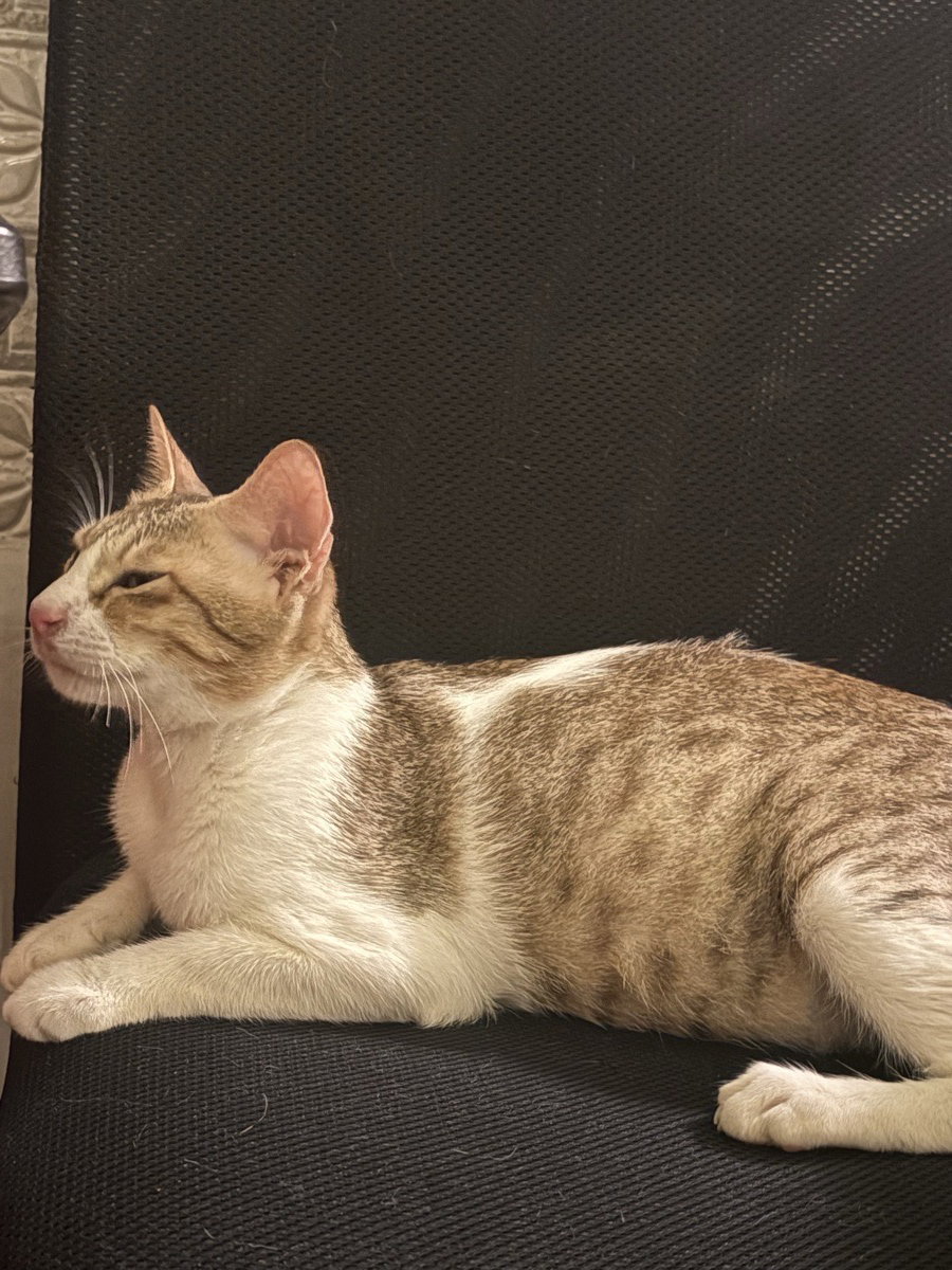 Minnu stayed with me and settled right in. 30 Sep–6 Oct